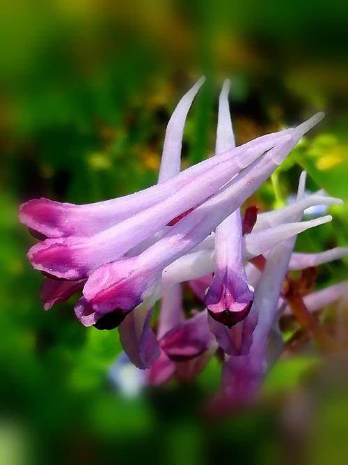 紫堇花（紫堇花花语）