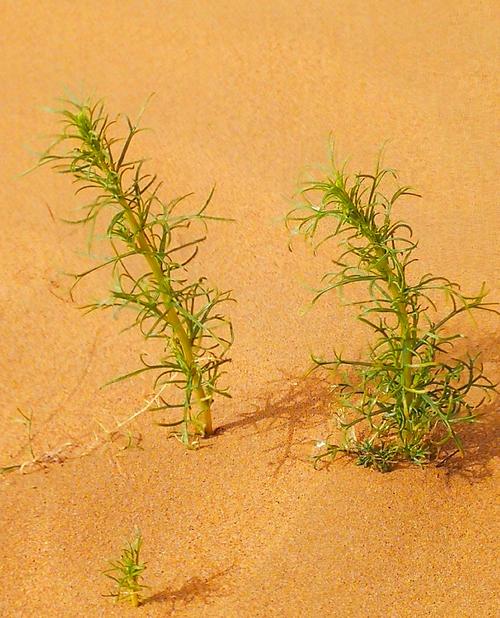 沙漠里有什么植物（沙漠里有什么植物可以取水）