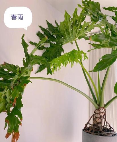 春雨植物（春雨植物有什么寓意）