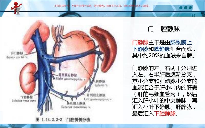 门静（门静脉主干内径10mm正常吗）