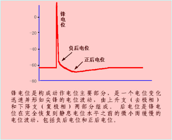 电位是什么（电位是什么量）