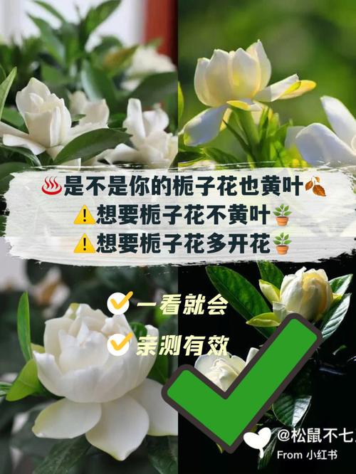 栀子花香吗（男生喜欢栀子花香吗）