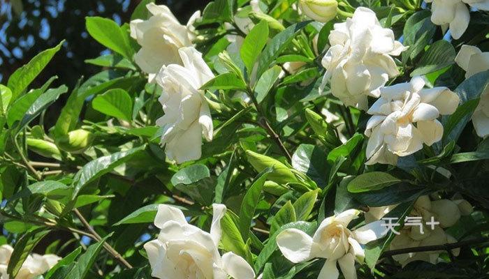 栀子花香吗（男生喜欢栀子花香吗）