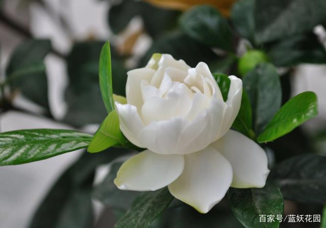 栀子花香吗（男生喜欢栀子花香吗）