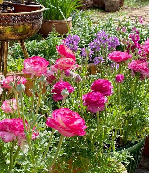 庭院花卉（庭院花卉种植品种）