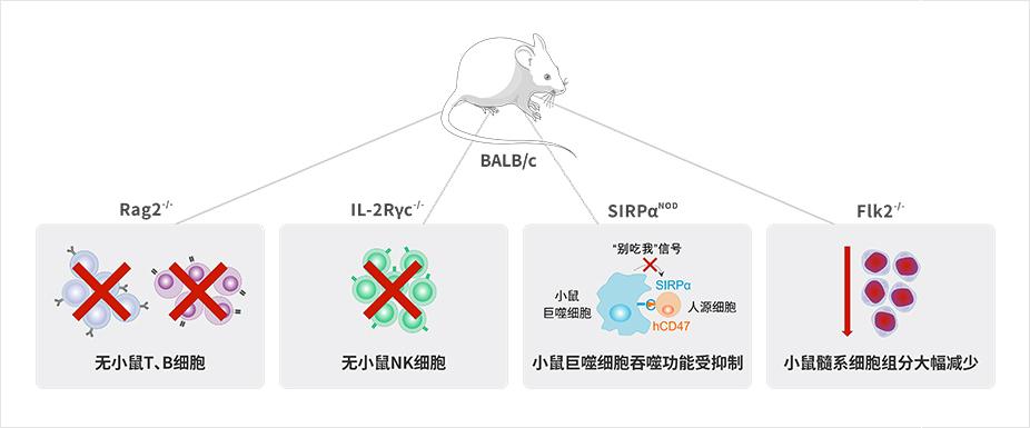 spf（spf级小鼠）