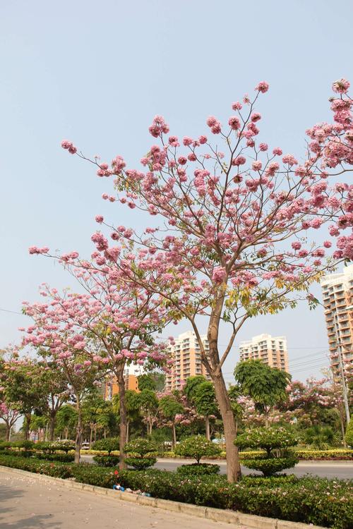 红花风铃木（红花风铃木花期）