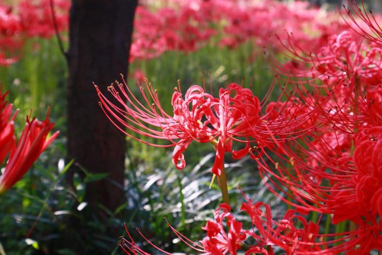 曼珠沙华（曼珠沙华花语）