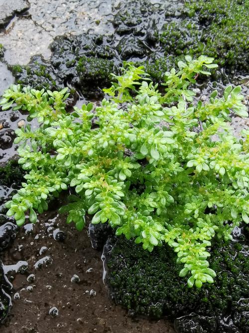 小叶冷水花（小叶冷水花怎么养）