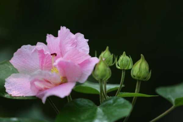 成都的市花（成都的市花是啥）