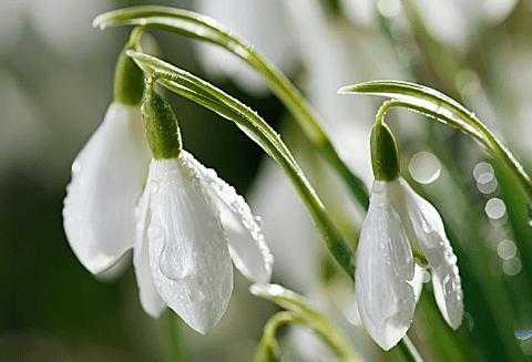 雪滴花花语（雪滴花花语寓意）