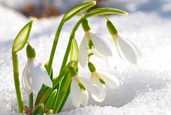 雪滴花花语（雪滴花花语寓意）