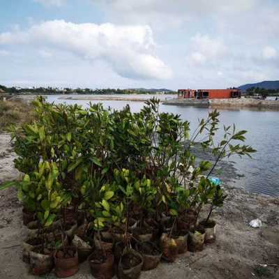 铁炉港（铁炉港红树林植物园）