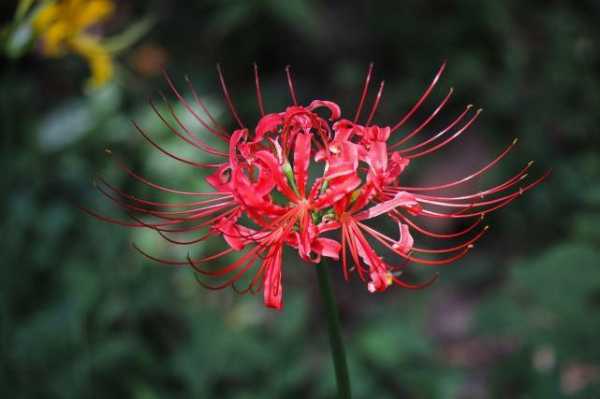 曼珠沙华花语（曼珠沙华花语见花）