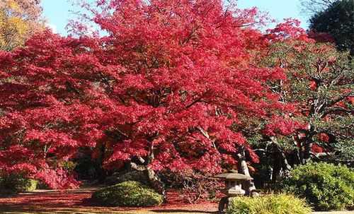 日本枫（日本枫叶季节是几月份）