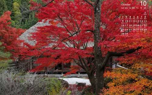 日本枫（日本枫叶季节是几月份）