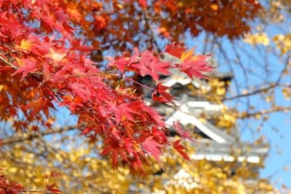 日本枫（日本枫叶季节是几月份）