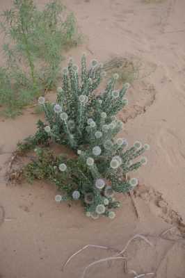 沙漠植物（沙漠植物图片大全）