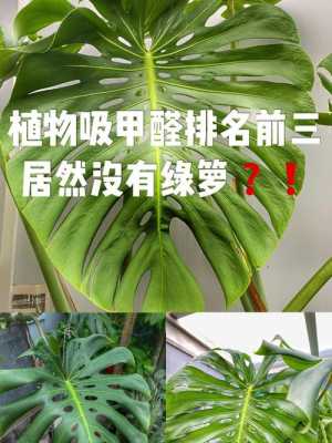 去甲醛（去甲醛的植物第一名）