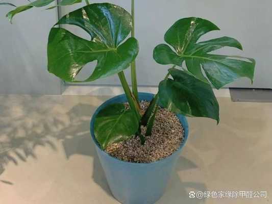 哪些植物吸甲醛（哪些植物吸甲醛能力强）