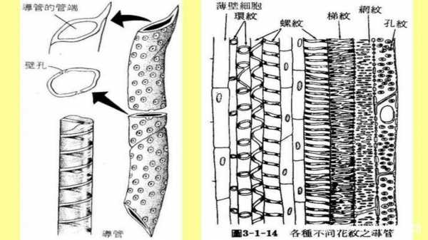导管和筛管的区别（植物体导管和筛管的区别）
