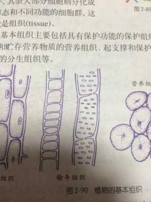 导管和筛管的区别（植物体导管和筛管的区别）