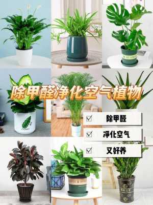 绿植除甲醛有效吗（绿植除甲醛有用吗）