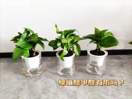 绿植除甲醛有效吗（绿植除甲醛有用吗）