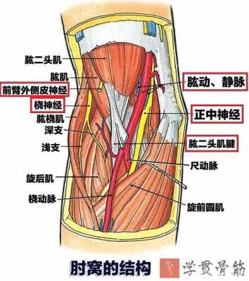 肱动脉怎么读（肱骨读gong还是hong）