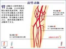 肱动脉怎么读（肱骨读gong还是hong）