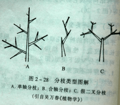 木质化（木质化程度最高的导管）