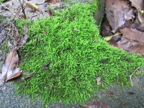 苔藓植物有哪些（苔藓植物有哪些器官）