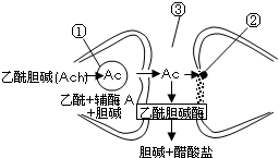 杀虫剂原理（杀虫剂原理生物）