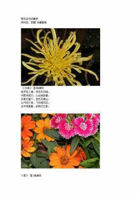 菊花的寓意和象征（菊花的寓意和象征诗句）