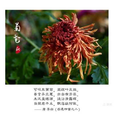 菊花的寓意和象征（菊花的寓意和象征诗句）