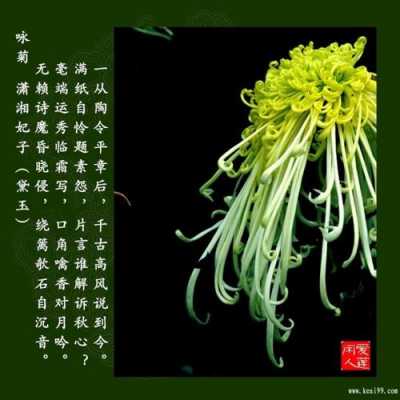 菊花的寓意和象征（菊花的寓意和象征诗句）