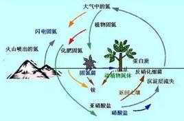 矿化作用（矿化作用名词解释土壤学）