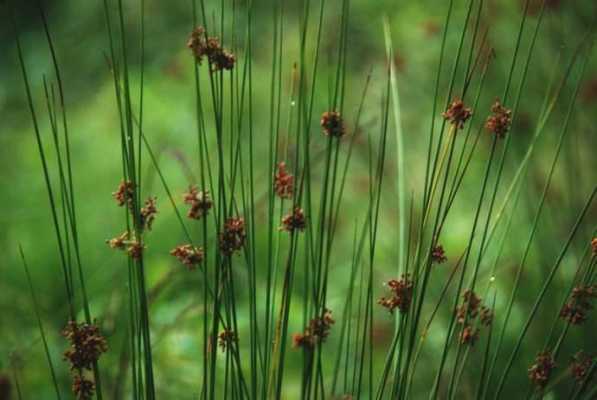 灯心草能治失眠吗（灯心草能治失眠吗图片）