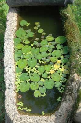 漂浮植物（耐寒漂浮植物）