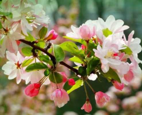 海棠花开花时间（海棠花开花时间长吗）