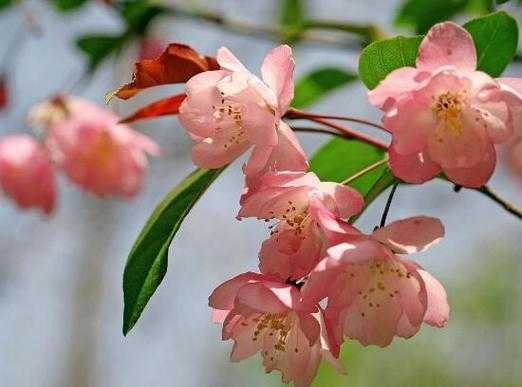 海棠花开花时间（海棠花开花时间长吗）