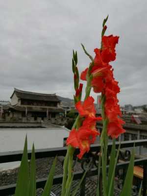 十三太保花（十三太保花的种植方法）