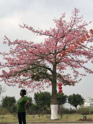 大腹木棉（大腹木棉的果子能吃吗）