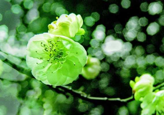 绿梅花（绿梅花别名）