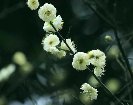 绿梅花（绿梅花别名）