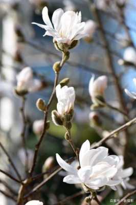 淡香似芳（淡雅芳香意思）