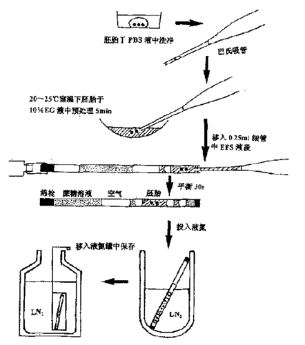 玻璃化（玻璃化冰最快的方法）