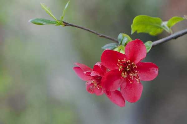 海棠花（海棠花图片）