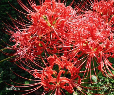 地狱之花（地狱之花是什么花?）