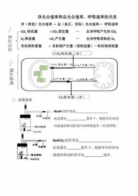 净光（净光合速率是什么意思）